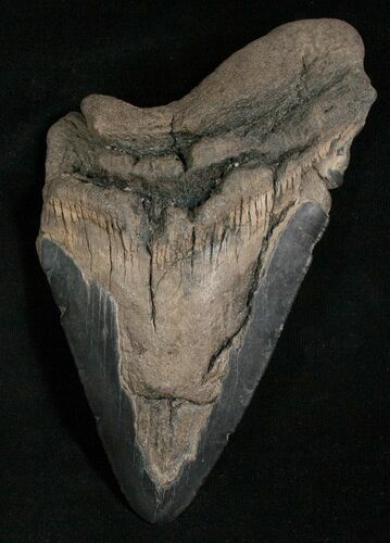 Bargain Megalodon Tooth #5615